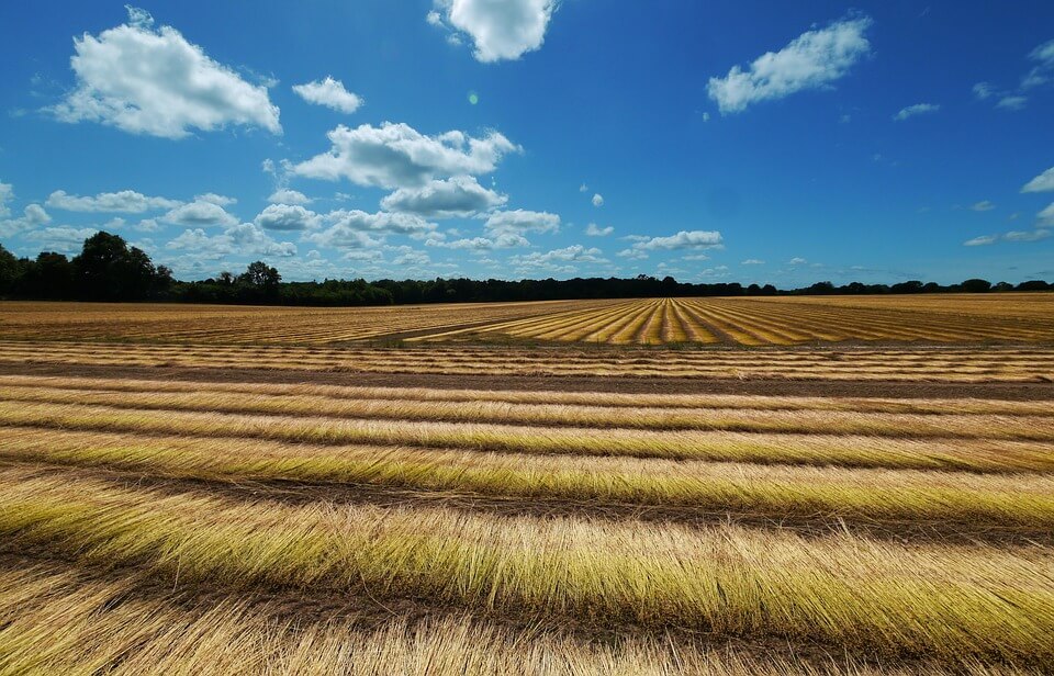 Flax growing